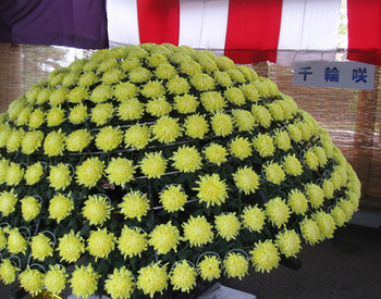 横手　菊祭り2.jpgのサムネール画像のサムネール画像のサムネール画像